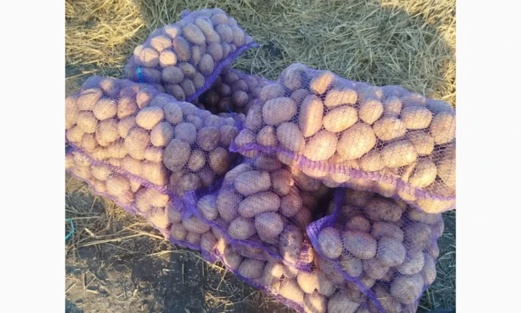 Продається картопля жовта та червона - фото № 1