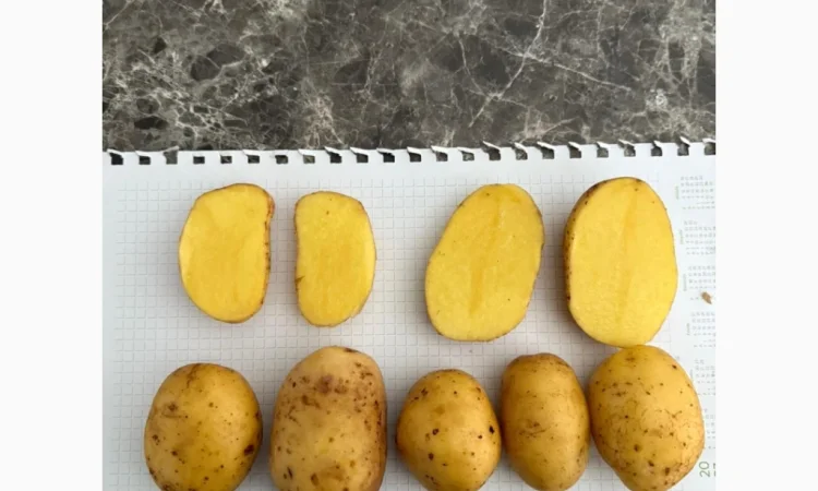 Пропоную насіння картоплі з Литви - фото № 1