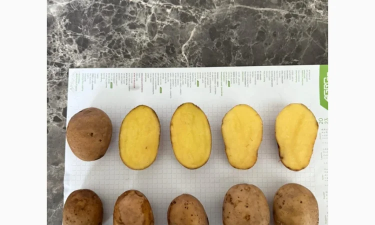 Пропоную насіння картоплі з Литви - фото № 2