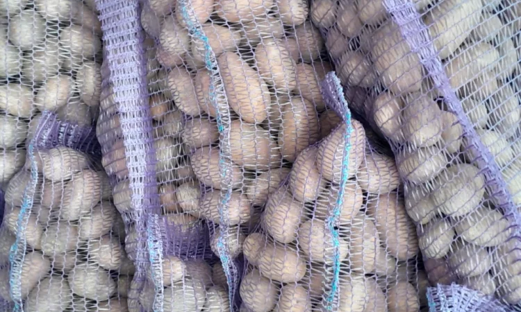 Продажа картофеля сорт Коломбо и Ред Леди - фото № 2