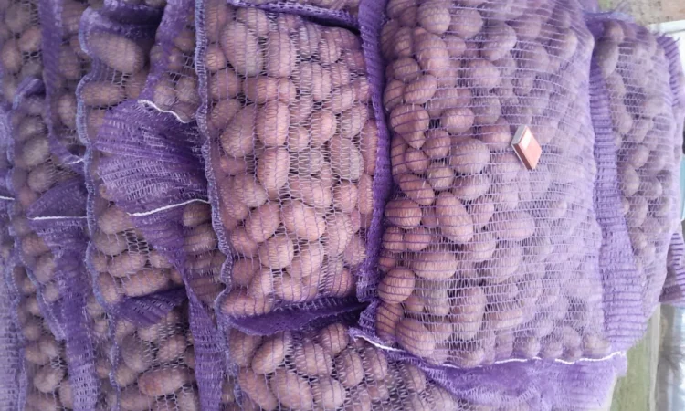 Продажа картофеля сорт Коломбо и Ред Леди - фото № 6