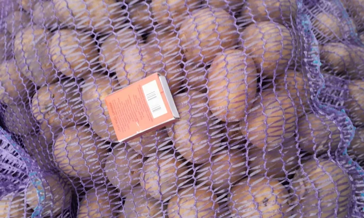 Продажа картофеля сорт Коломбо и Ред Леди - фото № 17