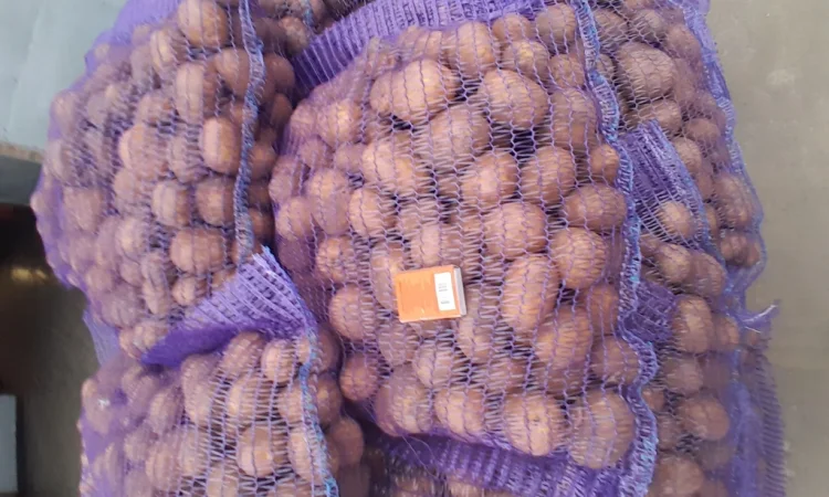 Продажа картофеля сорт Коломбо и Ред Леди - фото № 16