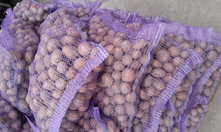 Продажа картофеля сорт Коломбо и Ред Леди - фото № 15