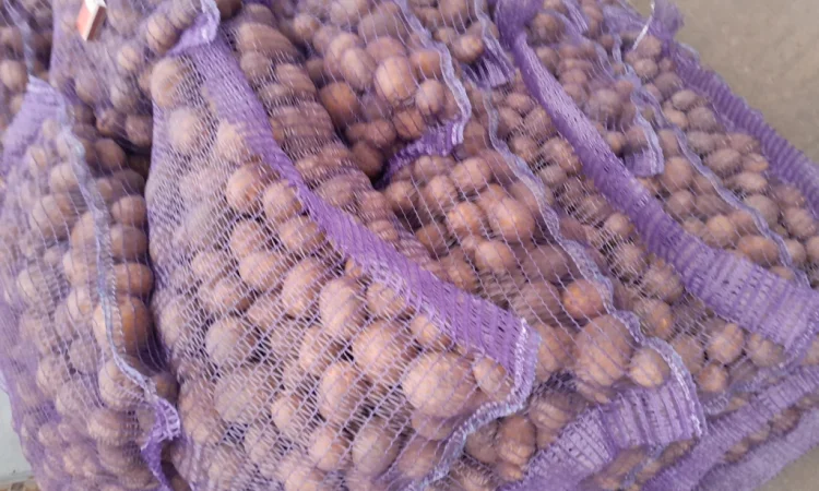 Продажа картофеля сорт Коломбо и Ред Леди - фото № 14