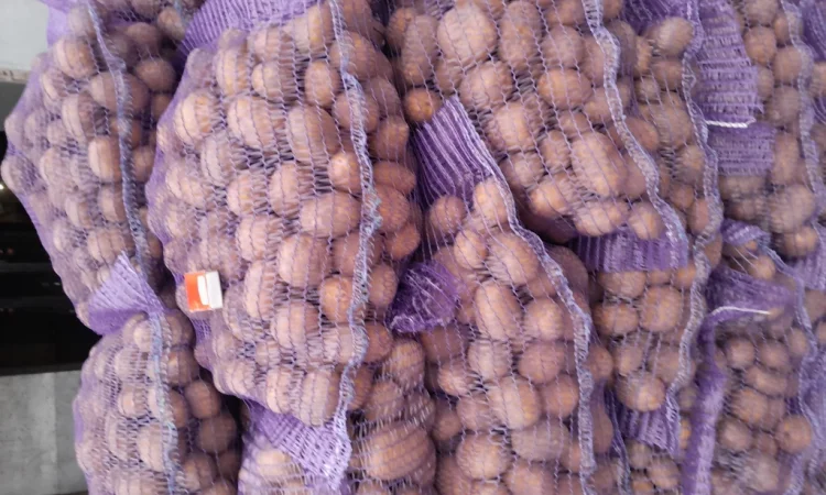 Продажа картофеля сорт Коломбо и Ред Леди - фото № 13