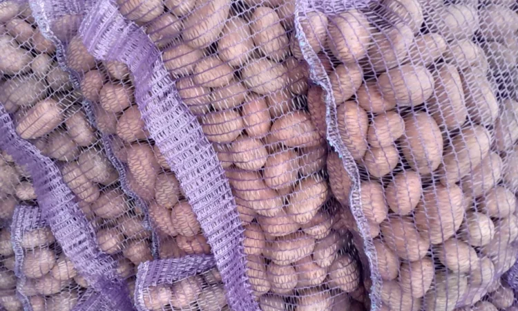 Продажа картофеля сорт Коломбо и Ред Леди - фото № 11
