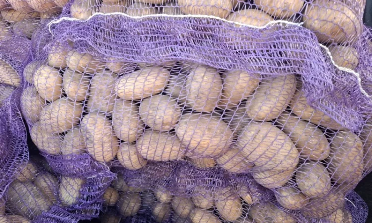 Продажа семенного картофеля сорта Ривьера - фото № 3