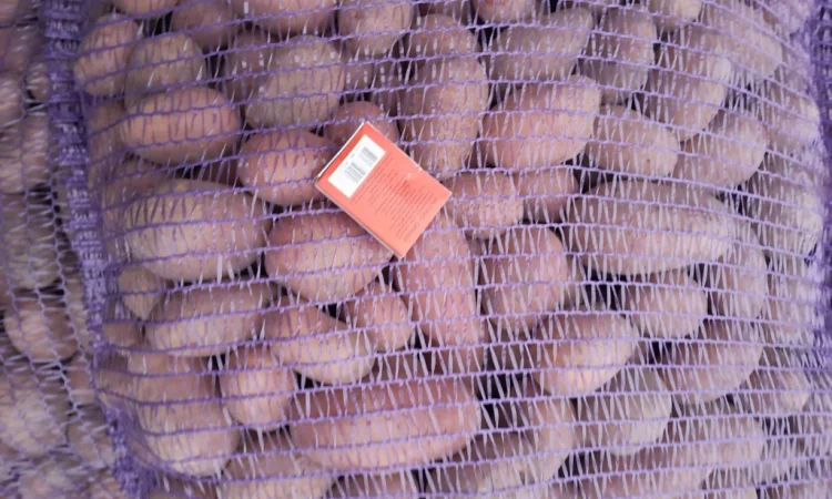 Куплю картоплю сорт Коломбо і Ред Леді - фото № 7