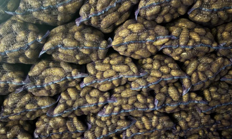 Картопля Гранада, доставка до 7 тонн - фото № 2