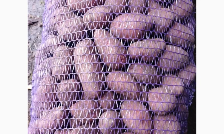 Продаж посадкової картоплі різних сортів - фото № 1