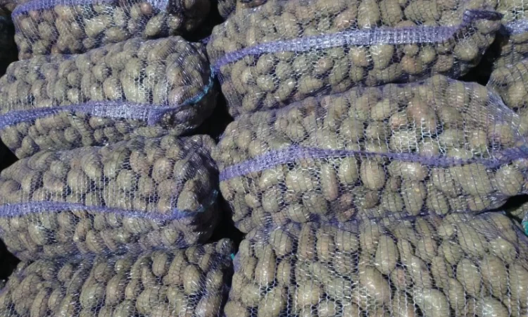 Продаж посадкової картоплі різних сортів - фото № 2