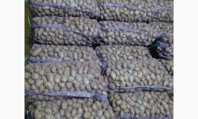 Продаж посадкової картоплі різних сортів - фото № 3