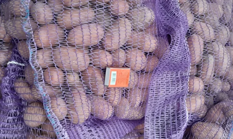 Продажа картофеля сорт Коломбо и Ред Леді - фото № 10