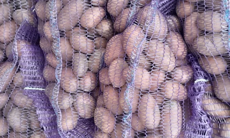 Продажа картофеля сорт Коломбо и Ред Леді - фото № 9