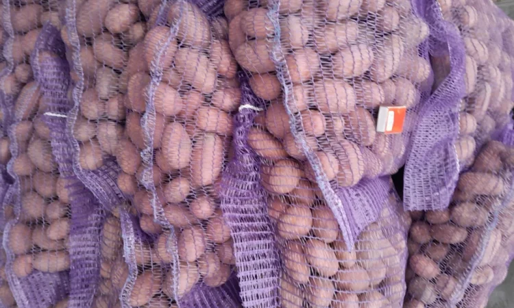 Продажа картофеля сорт Коломбо и Ред Леді - фото № 7