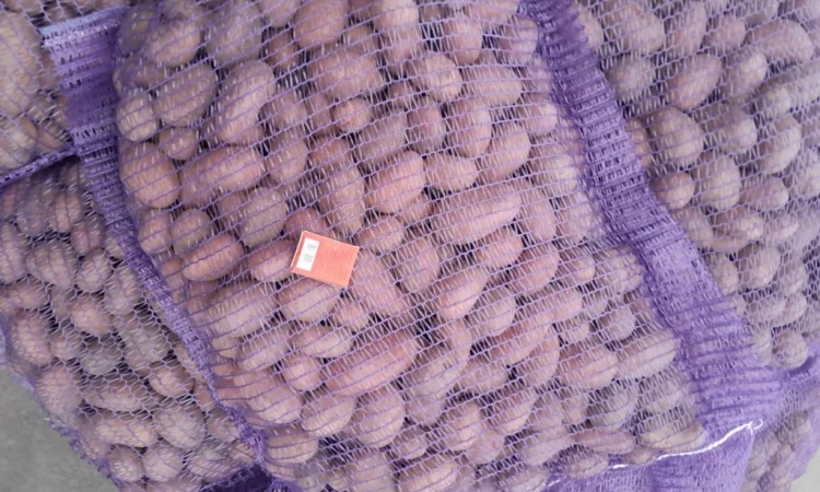 Продажа картофеля сорт Коломбо и Ред Леді - фото № 6