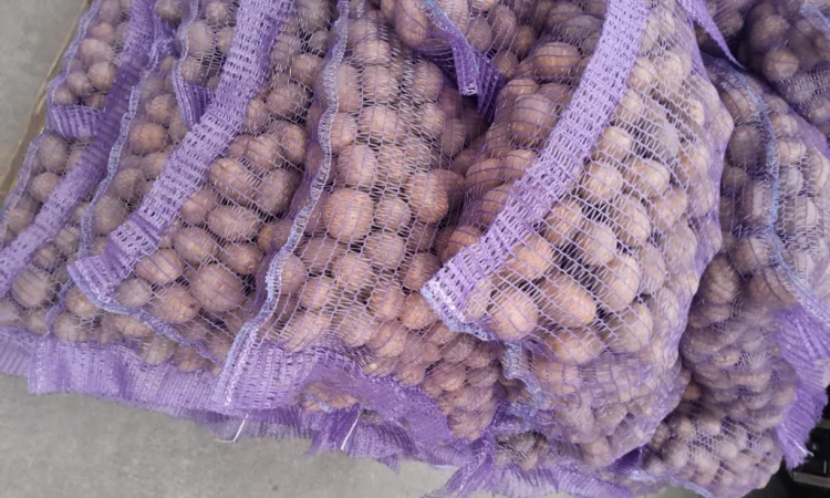 Продажа картофеля сорт Коломбо и Ред Леді - фото № 16