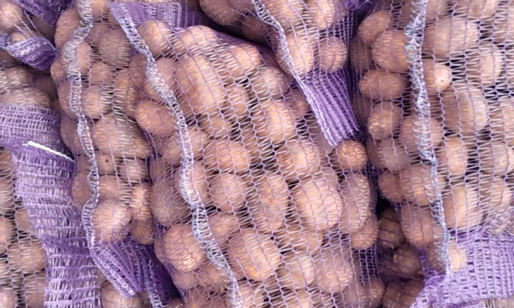Продажа картофеля сорт Коломбо и Ред Леді - фото № 15