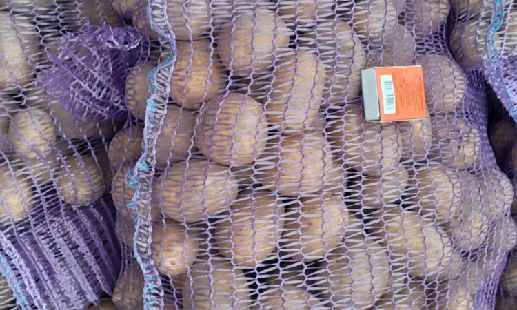 Продажа картофеля сорт Коломбо и Ред Леді - фото № 12