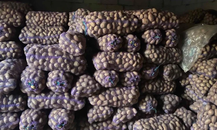 Купити товарну картоплю від населення - фото № 1