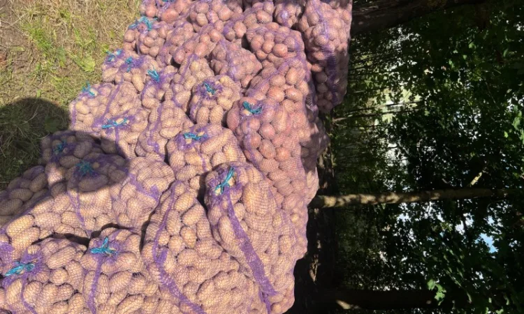 Купити товарну картоплю від населення - фото № 2