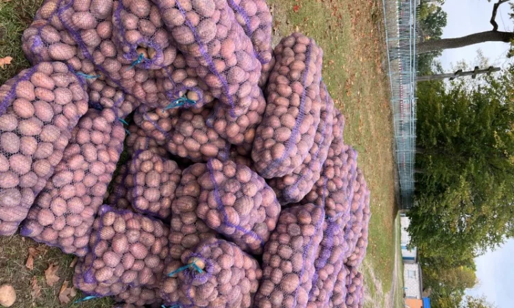 Купити товарну картоплю від населення - фото № 3