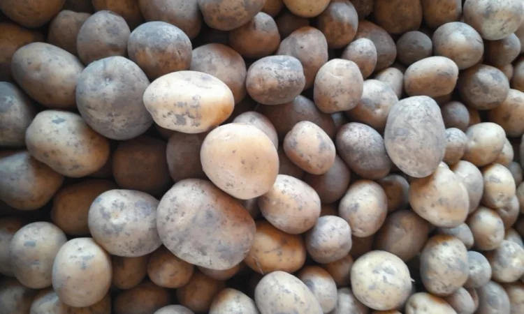 Продажа картофеля сорт Коломбо, Сузанна и Ред Леди - фото № 1