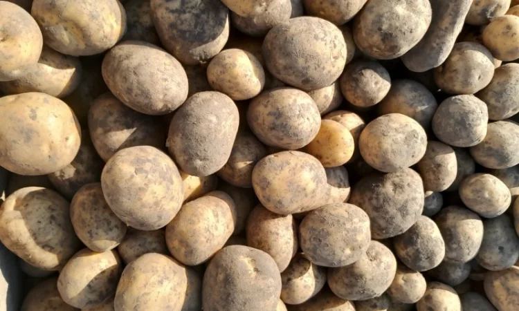 Продажа картофеля сорт Коломбо, Сузанна и Ред Леди - фото № 2