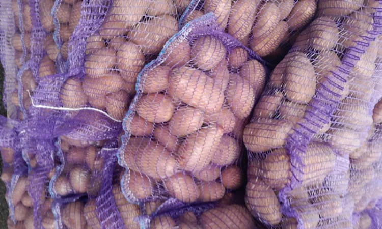 Продажа картофеля сорт Коломбо, Сузанна и Ред Леди - фото № 3