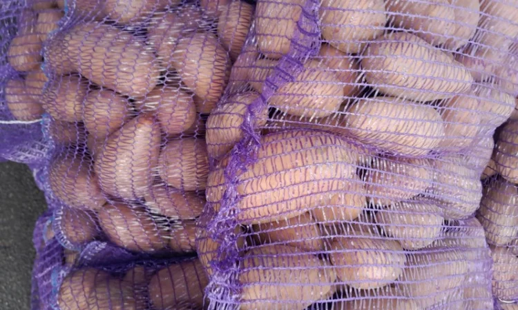 Продажа картофеля сорт Коломбо, Сузанна и Ред Леди - фото № 4