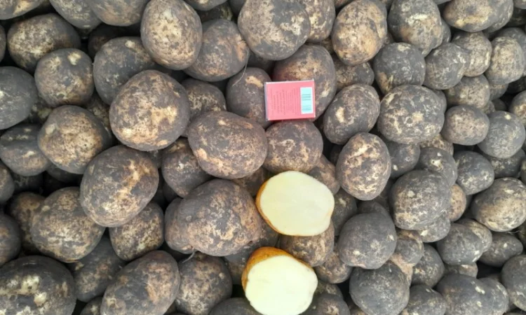 Продажа картофеля сорт Коломбо, Сузанна и Ред Леди - фото № 5