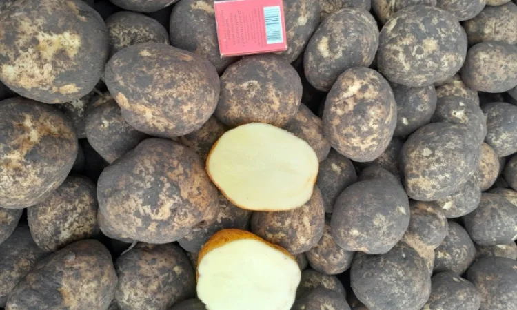 Продажа картофеля сорт Коломбо, Сузанна и Ред Леди - фото № 6