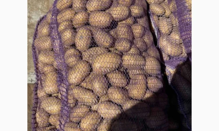 Продаю картоплю Гранада та Королева Анна - фото № 2