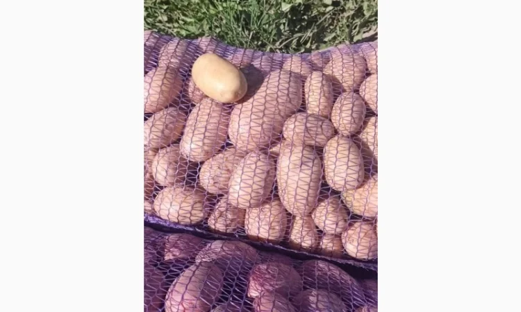 Продаж картоплі сорт Гранада та Белороса - фото № 4