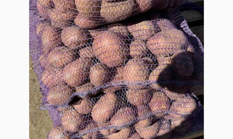 Продаж картоплі сорт Гранада та Белороса - фото № 5