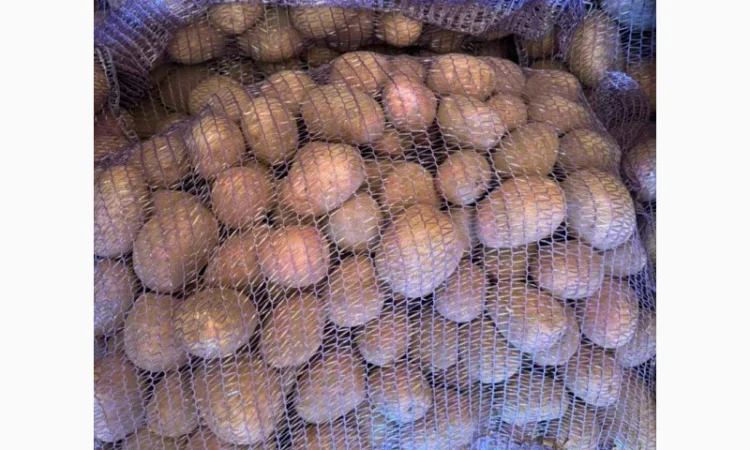 Продаж картоплі сорт Гранада та Белороса - фото № 6