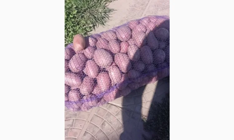 Продажа картофеля сорта Гранада Аризона Белароса - фото № 2