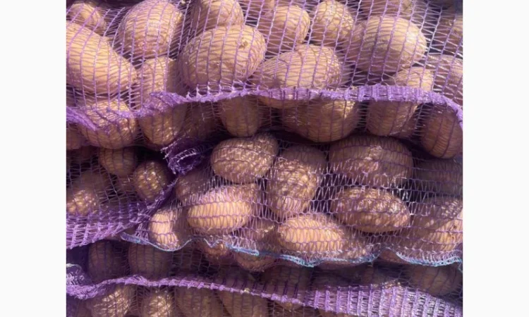 Продажа картофеля сорта Гранада Аризона Белароса - фото № 3