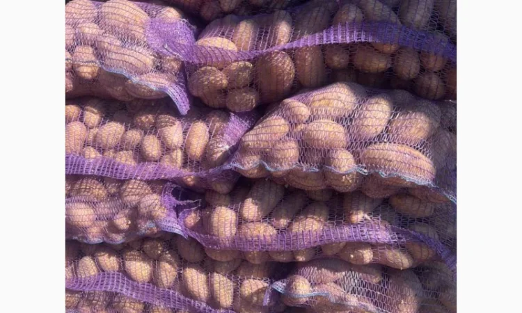 Продажа картофеля сорта Гранада Аризона Белароса - фото № 5