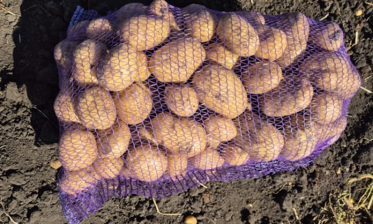 Продажа картофеля различных сортов - фото № 3