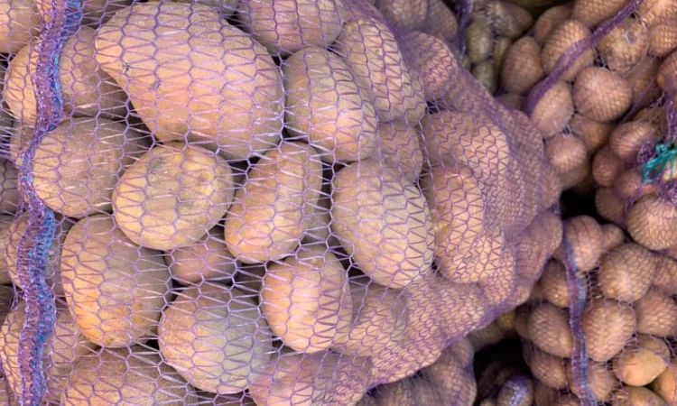 Куплю картоплю Бела Роса, Гренада, Тайфун - фото № 1