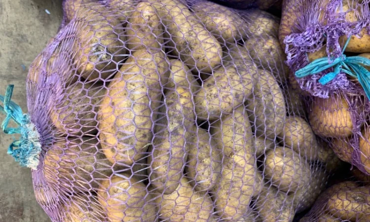 Куплю картоплю Бела Роса, Гренада, Тайфун - фото № 2