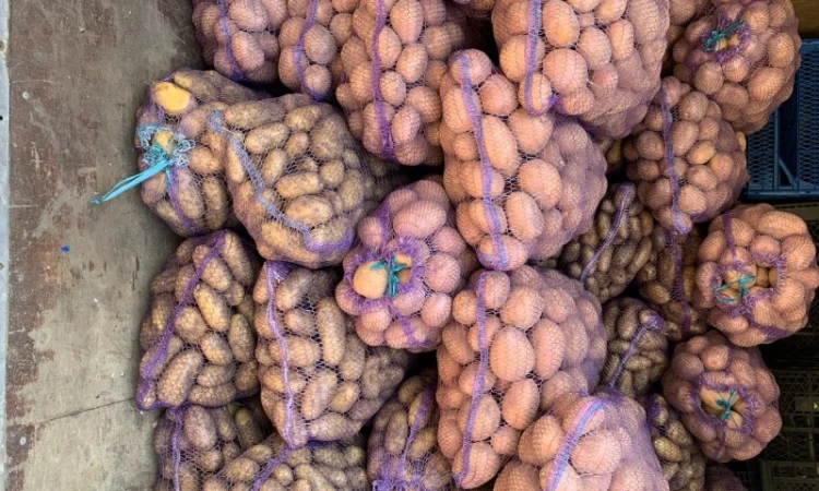 Куплю картоплю Бела Роса, Гренада, Тайфун - фото № 3