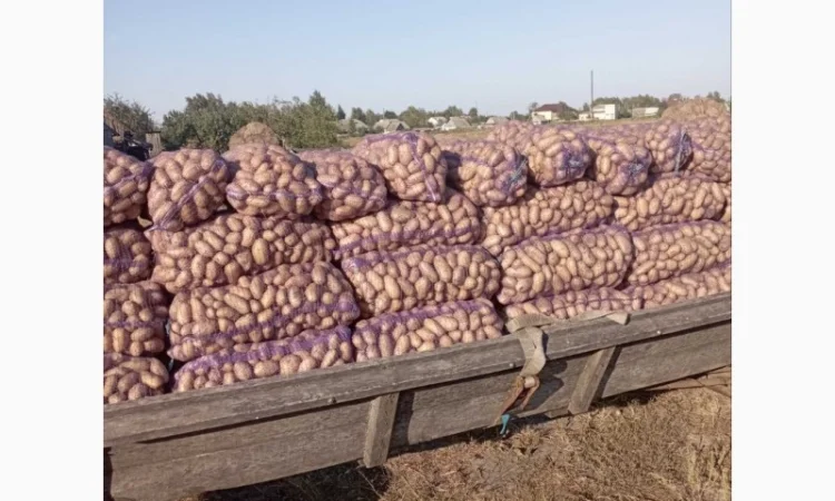 Продаж товарної картоплі - фото № 1