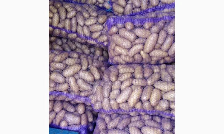 Продаж товарної картоплі - фото № 2