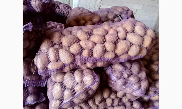 Продаж товарної картоплі - фото № 4