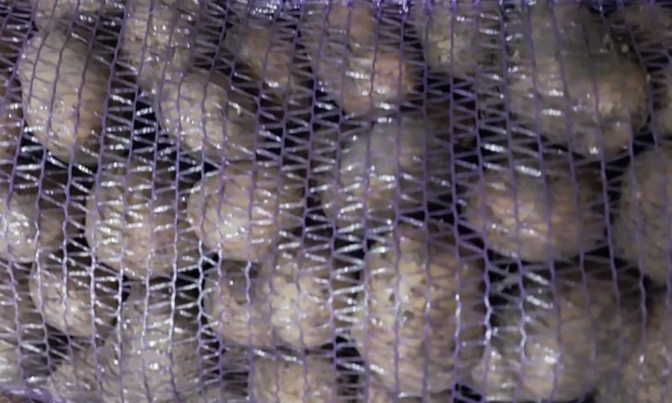 Картопля сорт Арізона хорошої якості - фото № 1