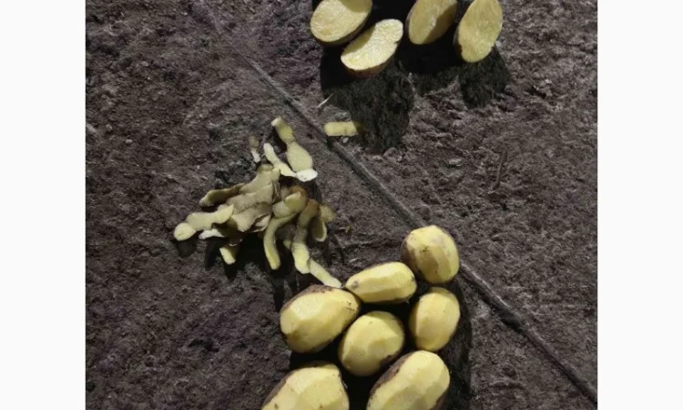 Продаю картофель разных сортов - фото № 1