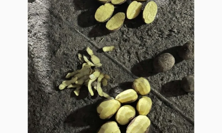 Продаю картофель разных сортов - фото № 2